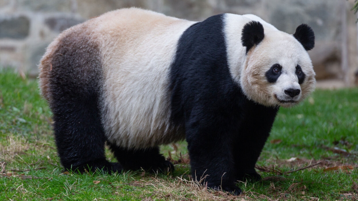 14-panda-baby-videosixteenbynine-1776050671300-1776050671422723546047