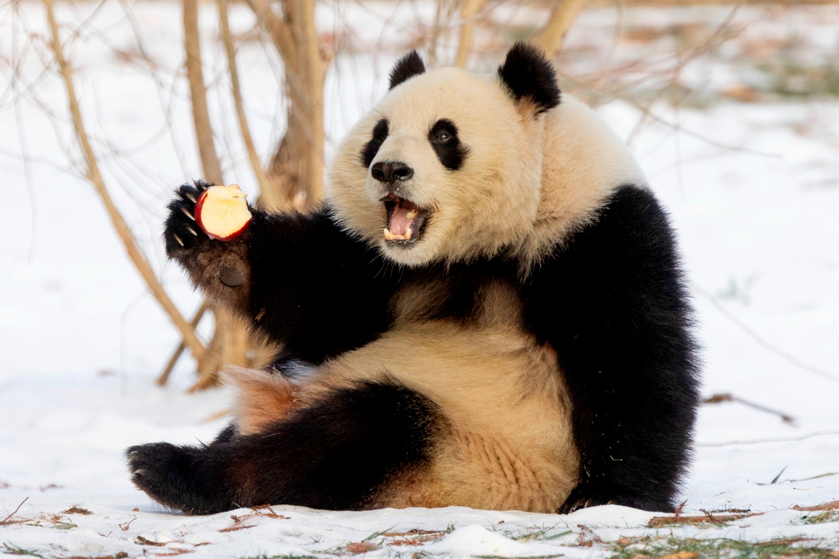 250124pandas01-1776050669258-17760506693661110745424