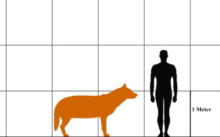 440px-cdiruswiki-1777864602154-1777864602410573974925-1
