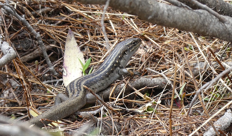 guthega-skink-adult-in-undergrow-1777136287849-17771362880151445899446
