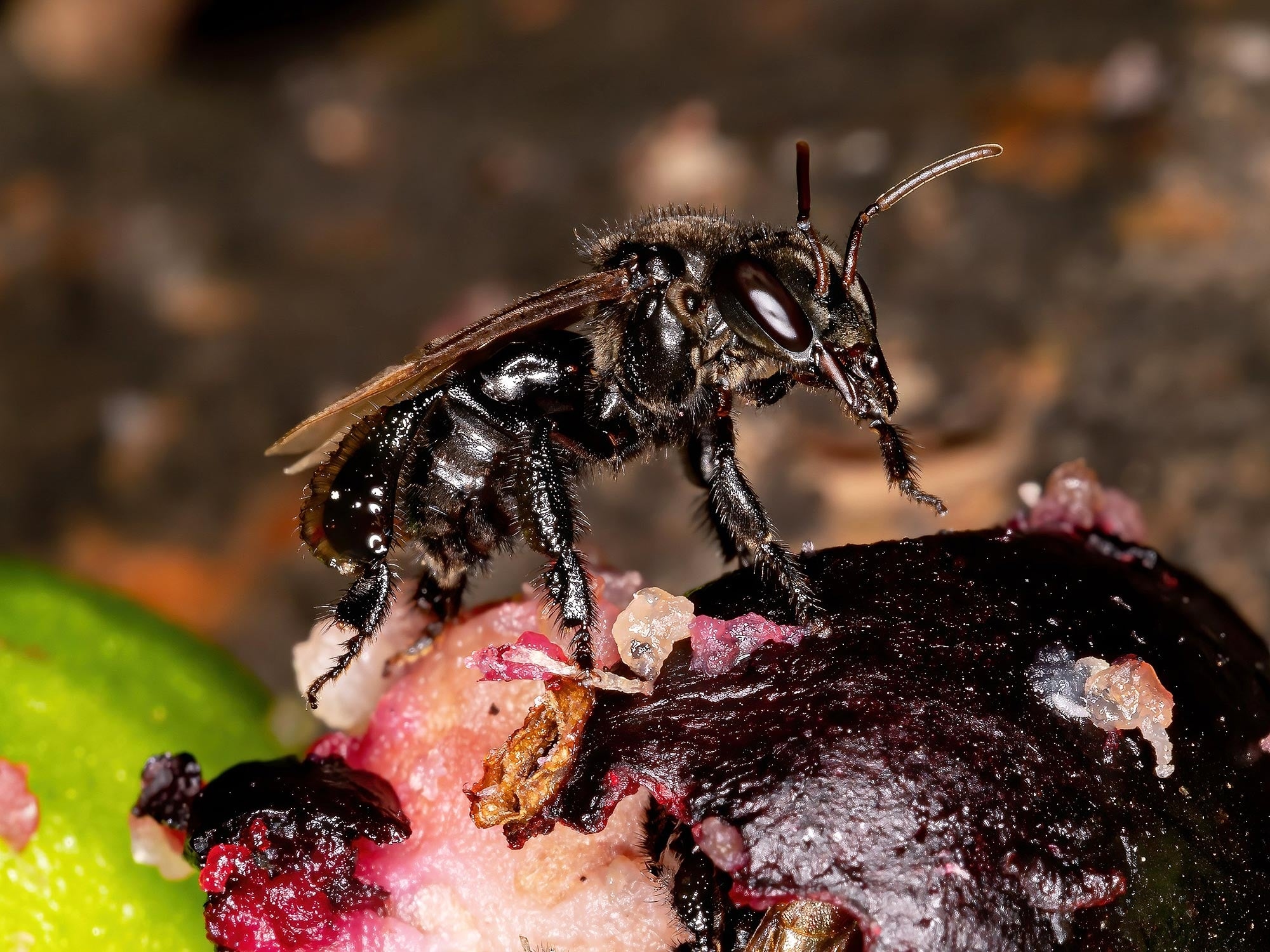 stingless-bee-1777350102744-17773501029931511332153