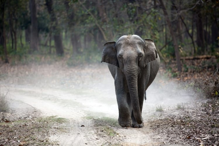 elephant-1783656741610-1783656741965932982423