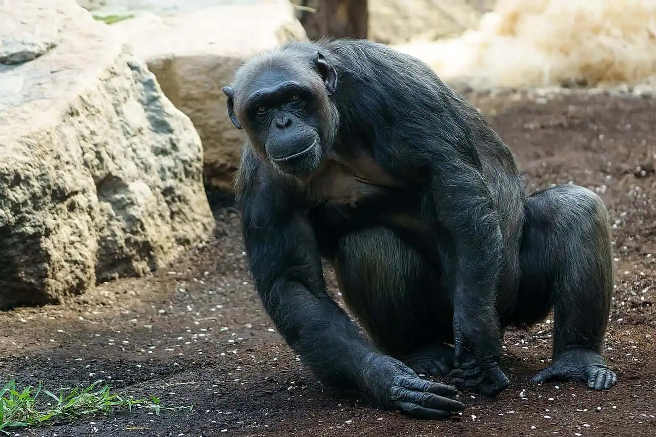 chimpanzee148183813-1782832143557-1782832143850801091723 Giải mã bí ẩn ngôn ngữ nhân loại từ tiếng cười 15 triệu năm tuổi của loài vượn người - Ảnh 1.