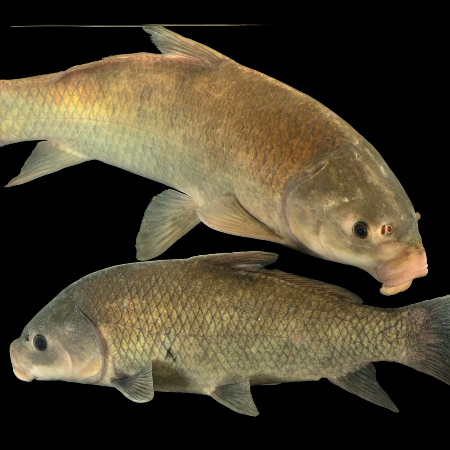 old-fish-1536x1536-1788233842778-1788233843021426095593